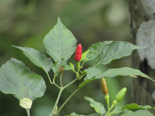 കാന്താരി മുളക് 