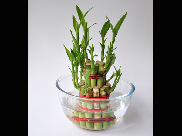 പണവും ഭാഗ്യവും വരാന്‍ ലക്കി ബാംബൂ ഇങ്ങനെ