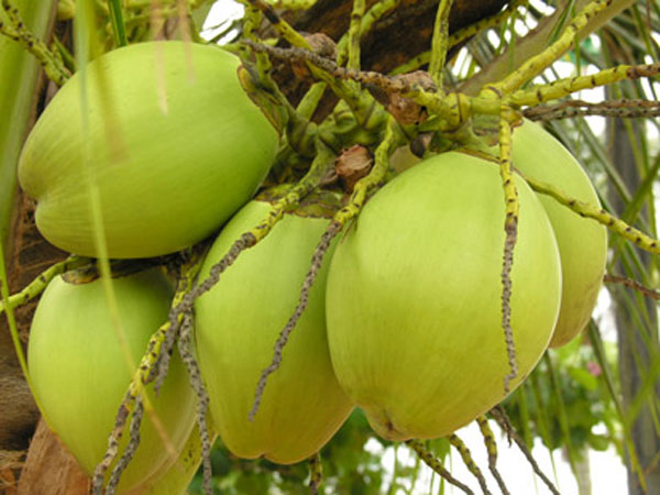 മലബന്ധം 