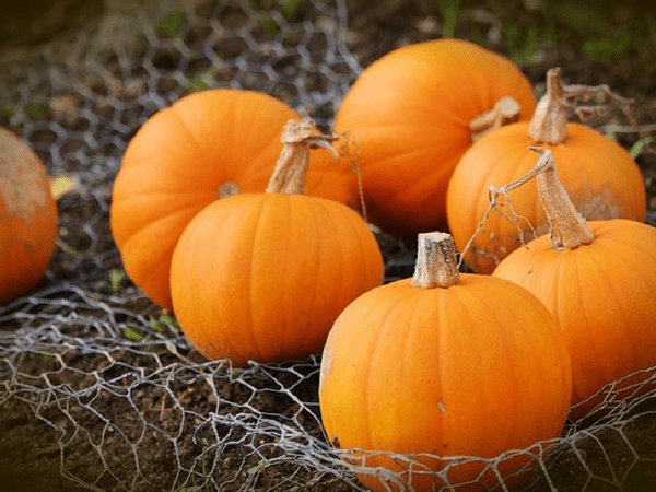 സ്ക്വാഷ്