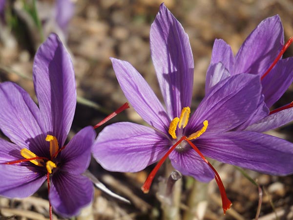 കുങ്കുമപ്പൂ കുങ്കുമപ്പൂ