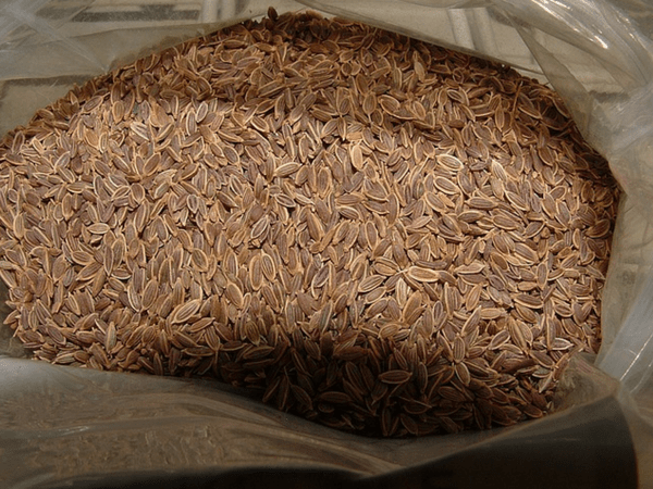 അയമോദകം ഉപയോഗിക്കാം