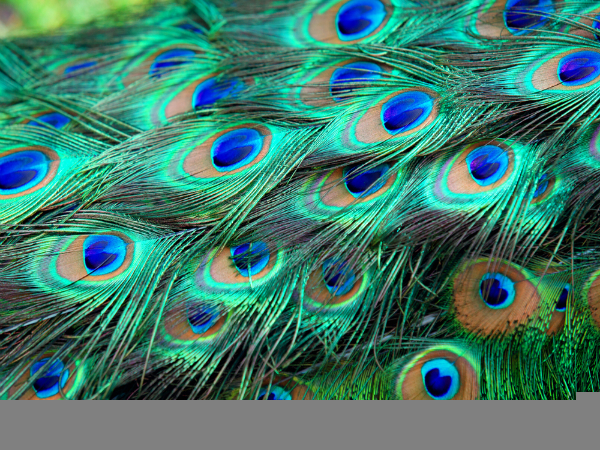 വാസ്തുശാസ്ത്രപ്രകാരം 