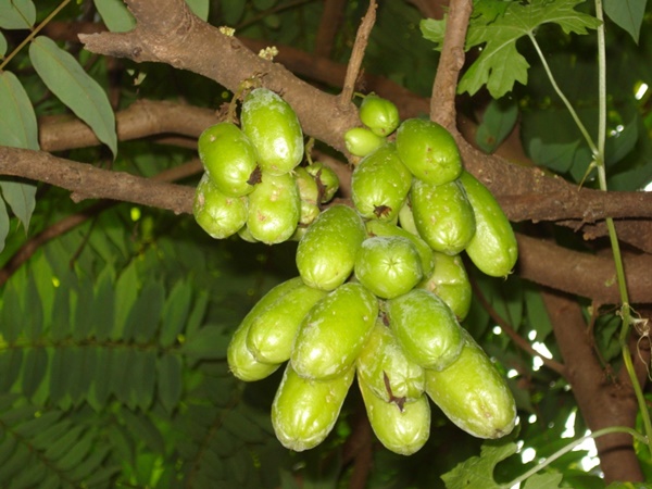 ഇരുമ്പന്‍ പുളി