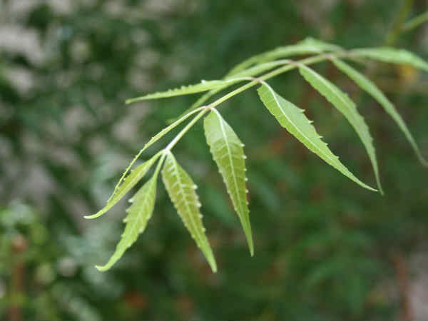  വെക്കരുതാത്ത മരങ്ങള്‍