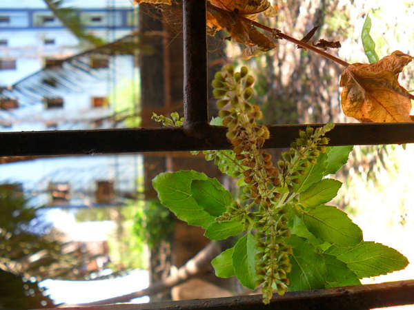 മംഗളകരമായ ദിവസങ്ങള്‍