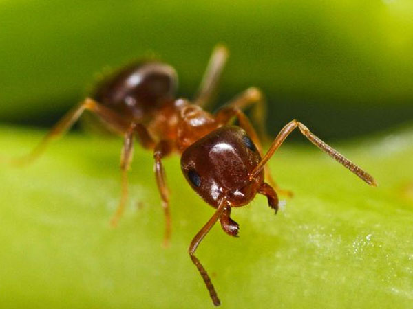ant
