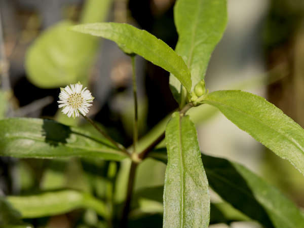 കയ്യോന്നി