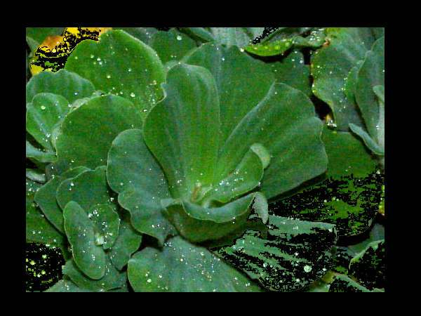 ജലകുംഭി 