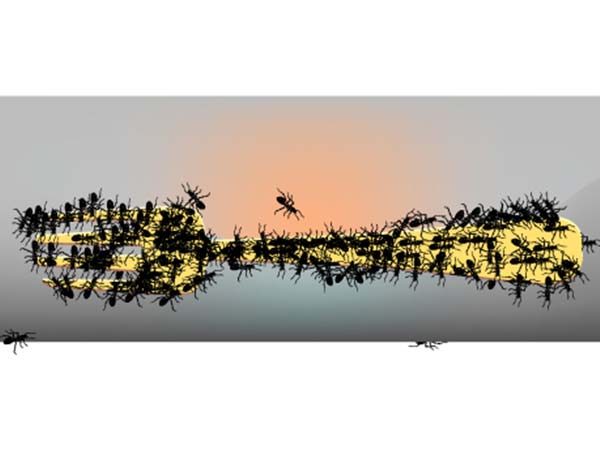 അവശ്യ എണ്ണകൾ