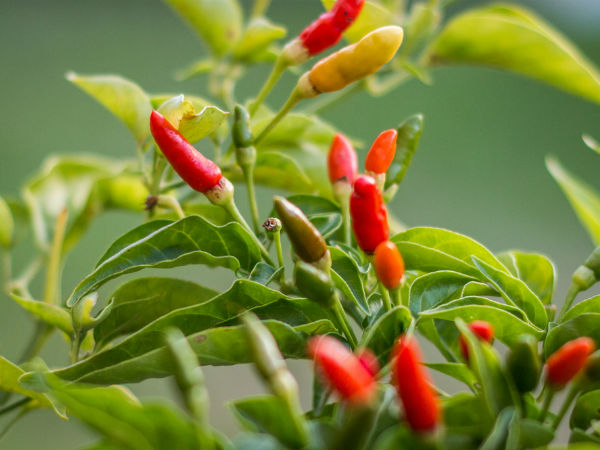 കാന്താരിമുളക്