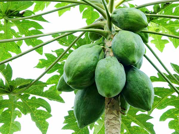 ദഹനസംബന്ധമായ പ്രശ്‌നങ്ങള്‍ക്ക് 