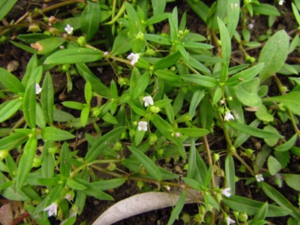  ബ്ലഡ് റൂട്ട് 