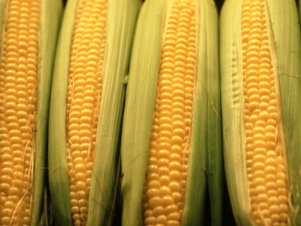 സ്വീറ്റ് കോണ്‍ 