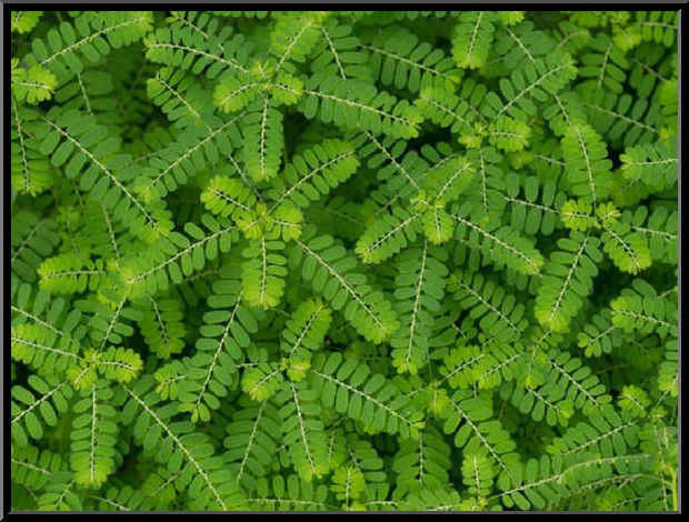 ഡയൂററ്റിക് 