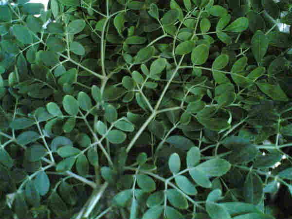 പ്രോട്ടീനുകള്‍ 