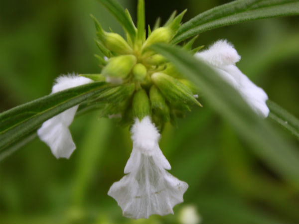 ശരീരത്തിലെ വ്രണങ്ങളും മുറിവുകളുമെല്ലാം 