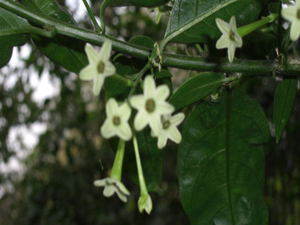 ഡിപ്രഷന്‍ 