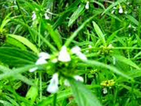 വയറ്റിലെ അള്‍സര്‍