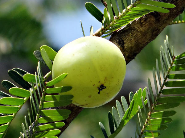 നെല്ലിക്ക 
