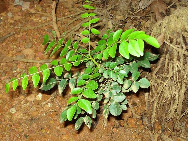 കറിവേപ്പില പൊട്ടിയ്ക്കുമ്പോഴും