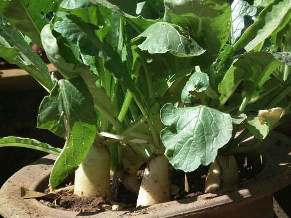 രണ്ടോ മൂന്നോ റാഡിഷ് 