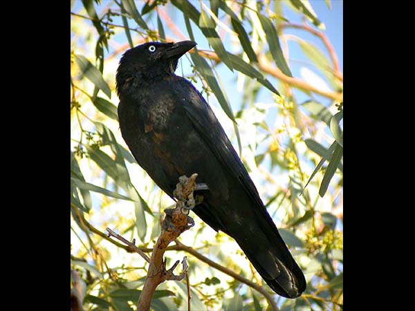 പശുവിന്റെ പുറത്ത് കാക്ക ഇരിക്കുന്നത്