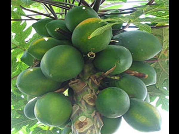 പച്ചപ്പപ്പായ പച്ചപ്പപ്പായ