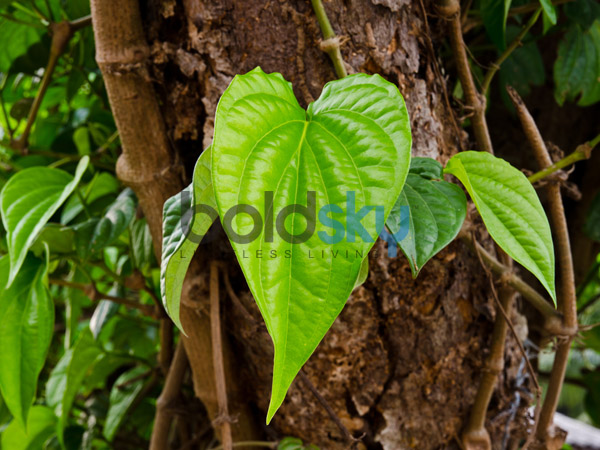 വേദനക്ക് പരിഹാരം