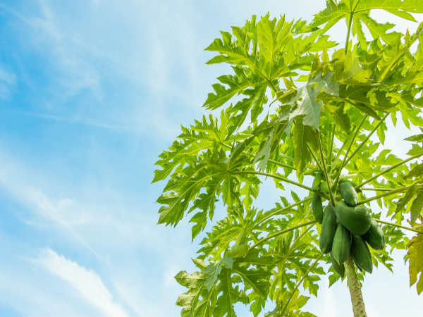 ക്യാന്സര് ക്യാന്സര്