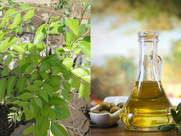 കറിവേപ്പിലയും ഒലീവ് ഓയിലും