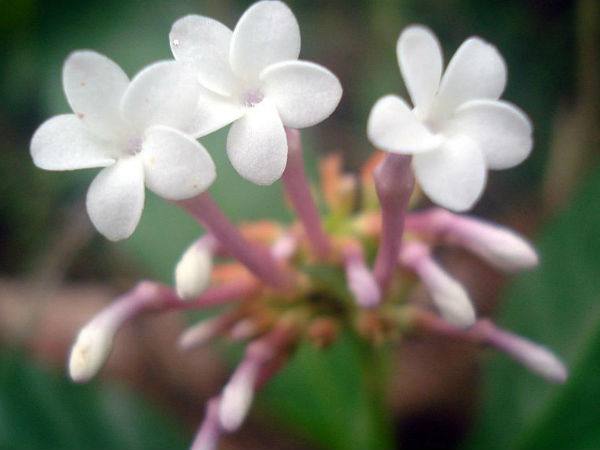  പ്രാണി കടിച്ചാല്‍