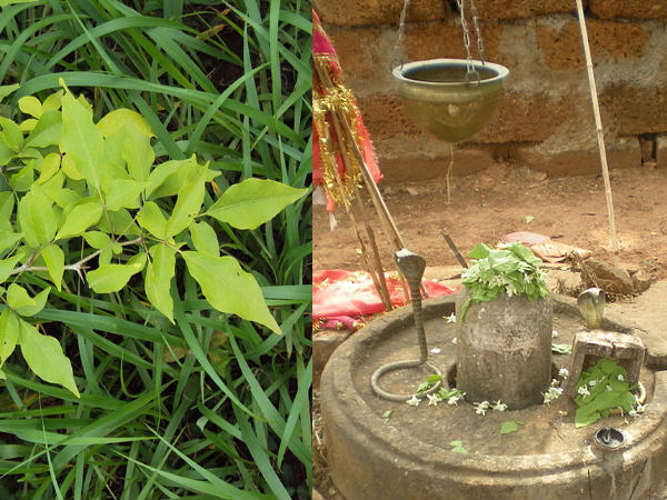 ശ്വസന സംബന്ധമായ ശ്വസന സംബന്ധമായ