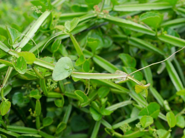 തടി കുറയ്ക്കാന് തടി കുറയ്ക്കാന്