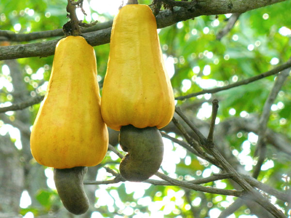 കൃമിശല്യത്തിന് പരിഹാരം കൃമിശല്യത്തിന് പരിഹാരം