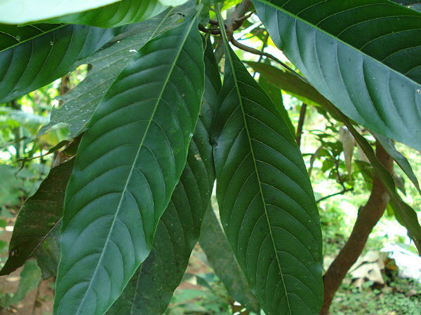 കൃമിശല്യത്തിന്