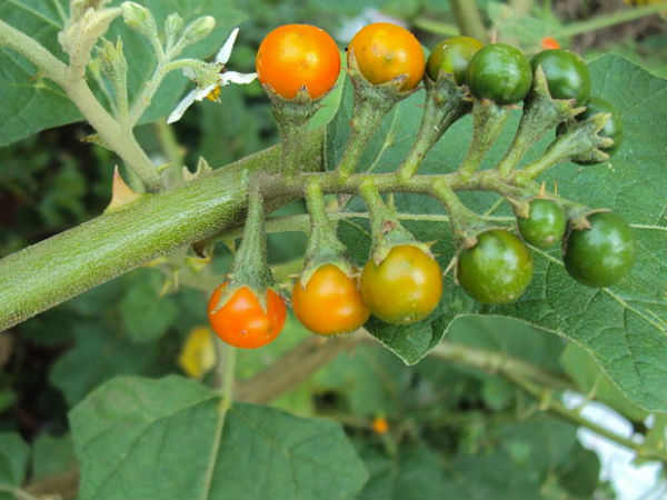 ദശമൂലാരിഷ്ടത്തിൽ