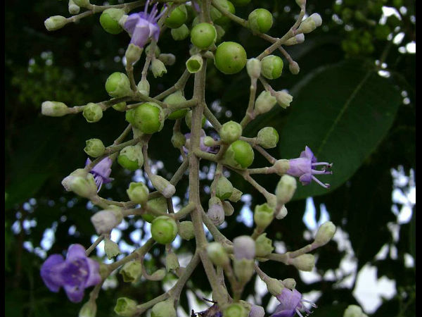വേദനയുള്ള ഭാഗത്ത് ഉപയോഗിക്കേണ്ടത്‌