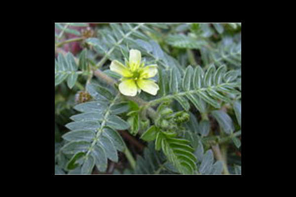 ഞെരിഞ്ഞില്‍