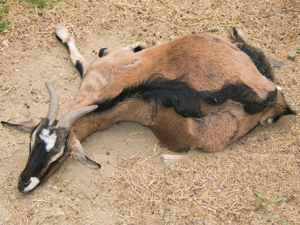 ലൈംഗിക താല്പര്യങ്ങള് ലൈംഗിക താല്പര്യങ്ങള്