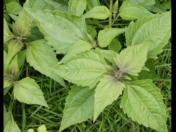 ആന്റിസെപ്റ്റിക്