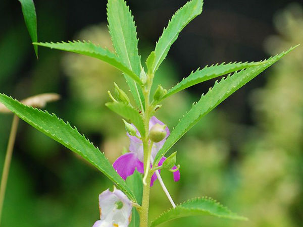 പൊള്ളിയതിന് പരിഹാരം