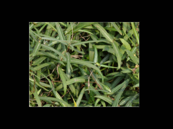 സിഫിലിസ്, ഗൊണേറിയ സിഫിലിസ്, ഗൊണേറിയ