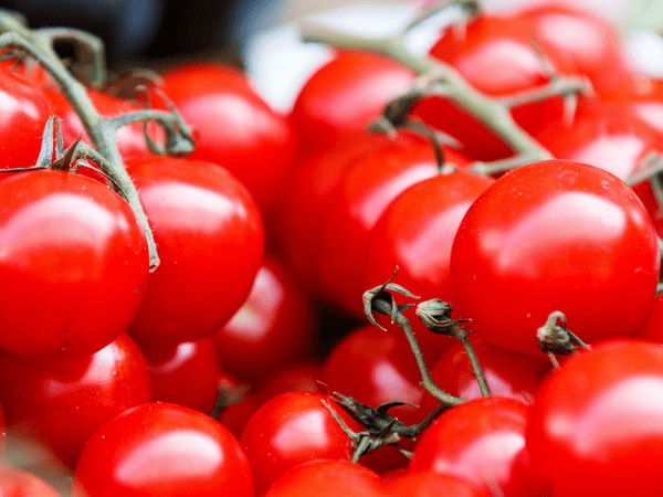 തക്കാളി 