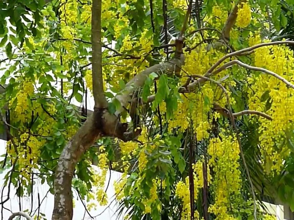 ഇനി വടക്കു കിഴക്കായി 