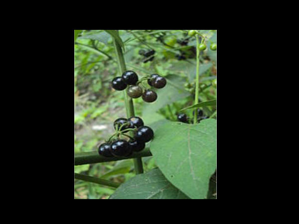 ചര്മ രോഗങ്ങള്ക്കുള്ള നല്ലൊരു പ്രതിവിധി ചര്മ രോഗങ്ങള്ക്കുള്ള നല്ലൊരു പ്രതിവിധി