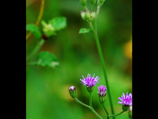 തൊണ്ടയില്‍