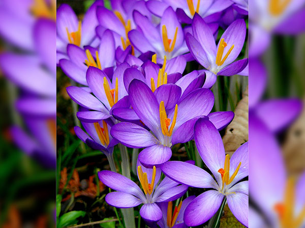 ശാന്ത പ്രകൃതരായ ഇവര്‍ 