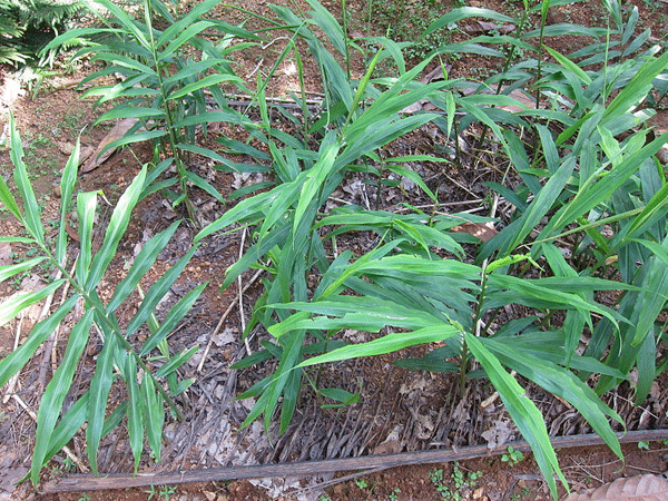 സൂപ്പിന് മുകളില്‍ 