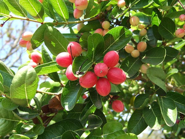 ന്യൂട്രീഷണല്‍ വിവരങ്ങള്‍